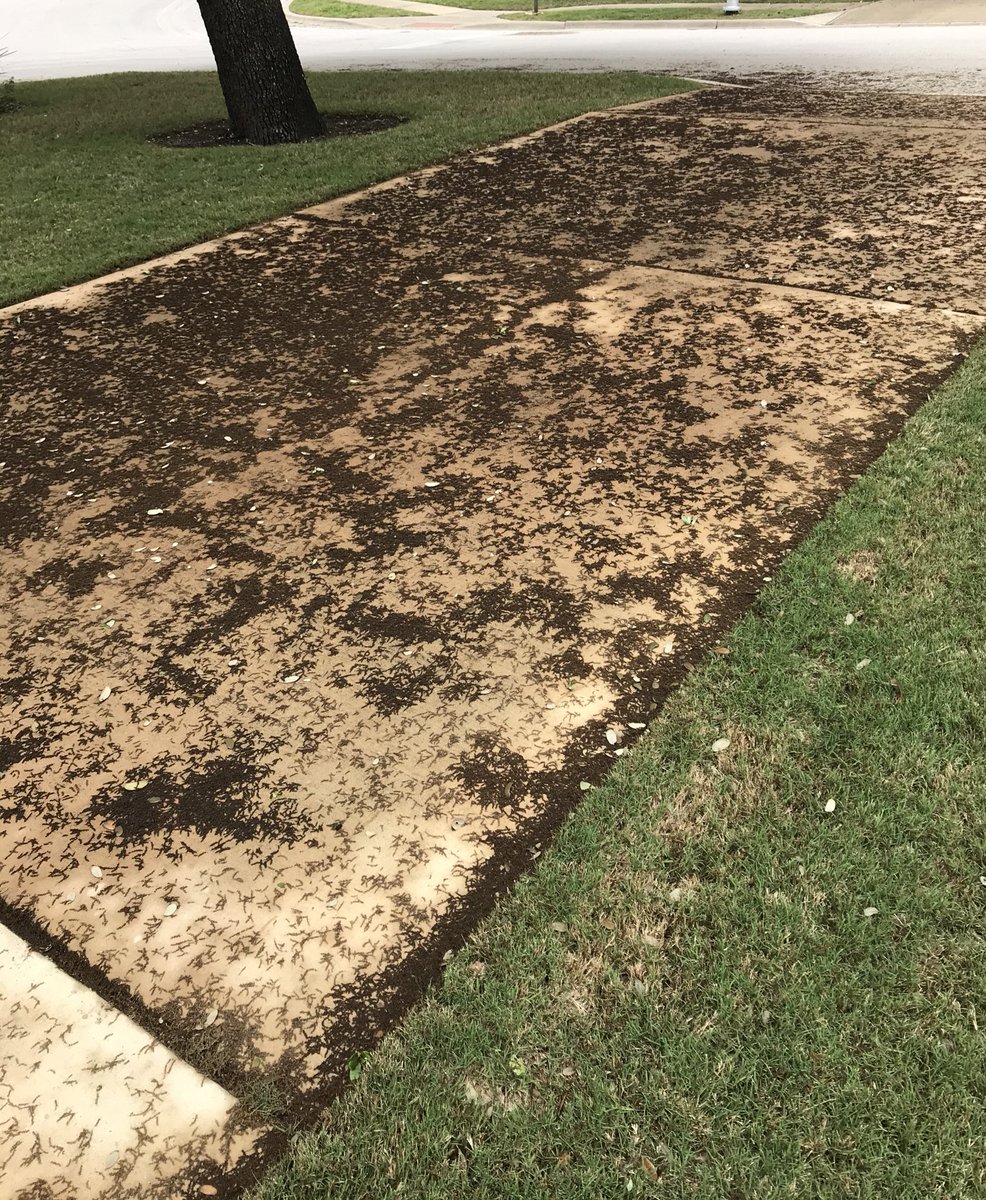 zackshieldsFOX7's tweet photo. Well I took care of this today. Oak pollen invasion! At least it’s off the tree. The worst of pollen season may be behind us. #oakpollen #allergyseason. https://t.co/f3NBn1dHgH