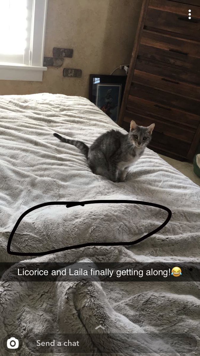 LailaTheGoat's tweet photo. i do not like my cat friend Licorice, i do however enjoy this bed lump aaaaahhhhhh https://t.co/Hu373FwfYX