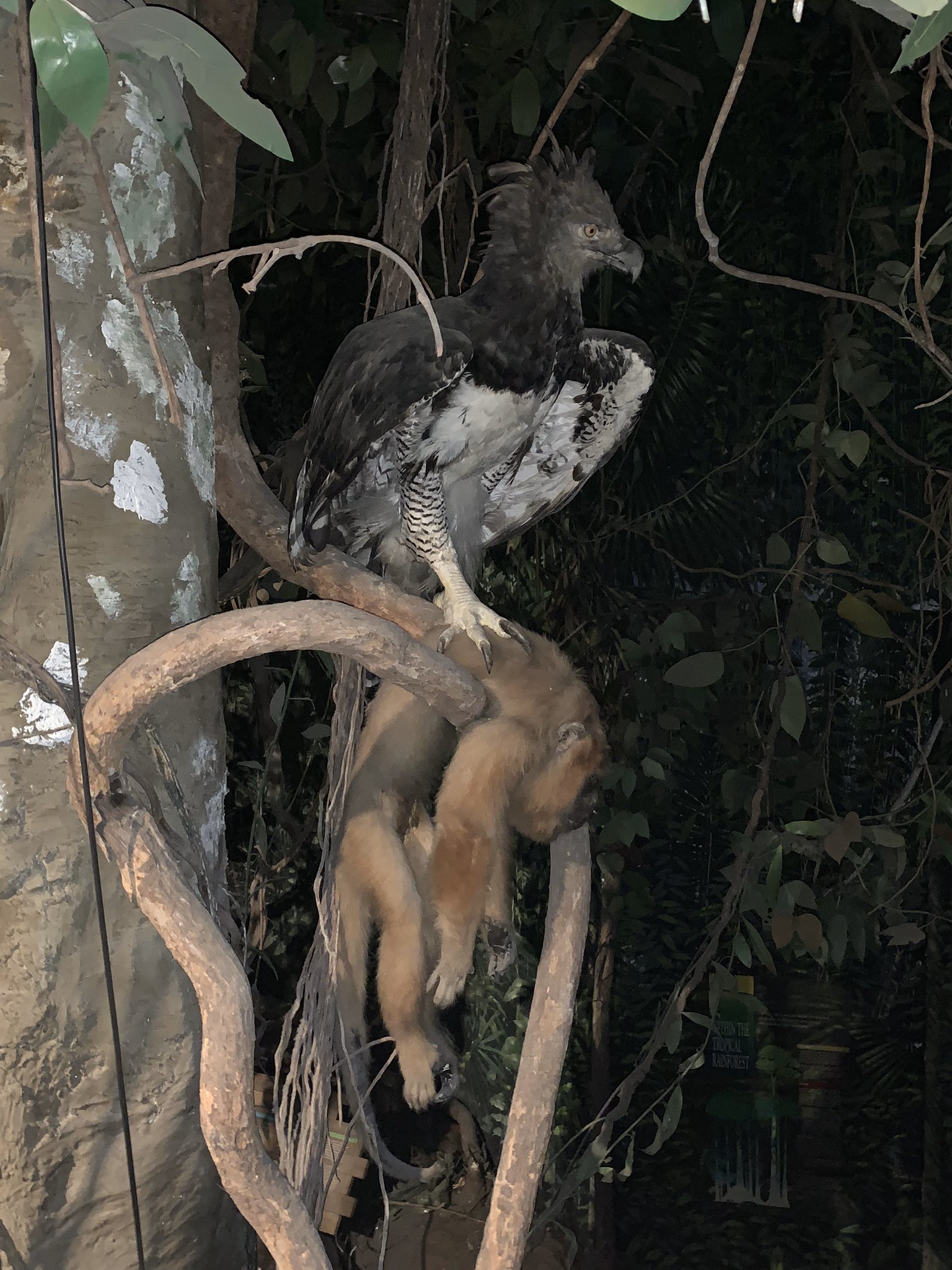Ologies on X: "Here's that long-ass rooster tail at @NHMLA and the harpy  eagle eating a monkey in their hidden rainforest also once I held a parrot  https://t.co/AYMR1g9BWV" / X