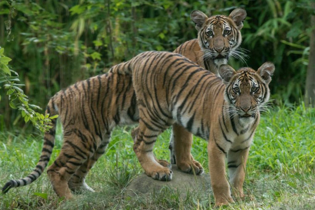 AppleNews's tweet photo. A tiger at the Bronx Zoo has tested positive for the coronavirus after developing a dry cough. (via @nypost) https://t.co/7n777j6YSu https://t.co/h0RRDstxZd