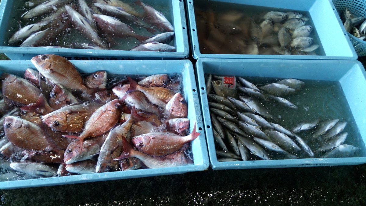 真鶴町漁協直販所 やっと水揚げ終わりました 明日は大漁でもなんとか人員をやりくりして店を営業するつもりでいます ほんの一部だけ今朝の魚をご紹介