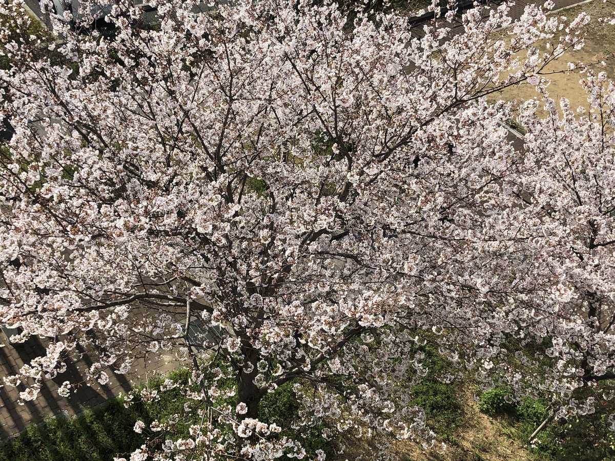 AobaPso2's tweet photo. #さくら 眼下の桜🌸
今年も癒してくれます🌸 https://t.co/kMLKcDHm89