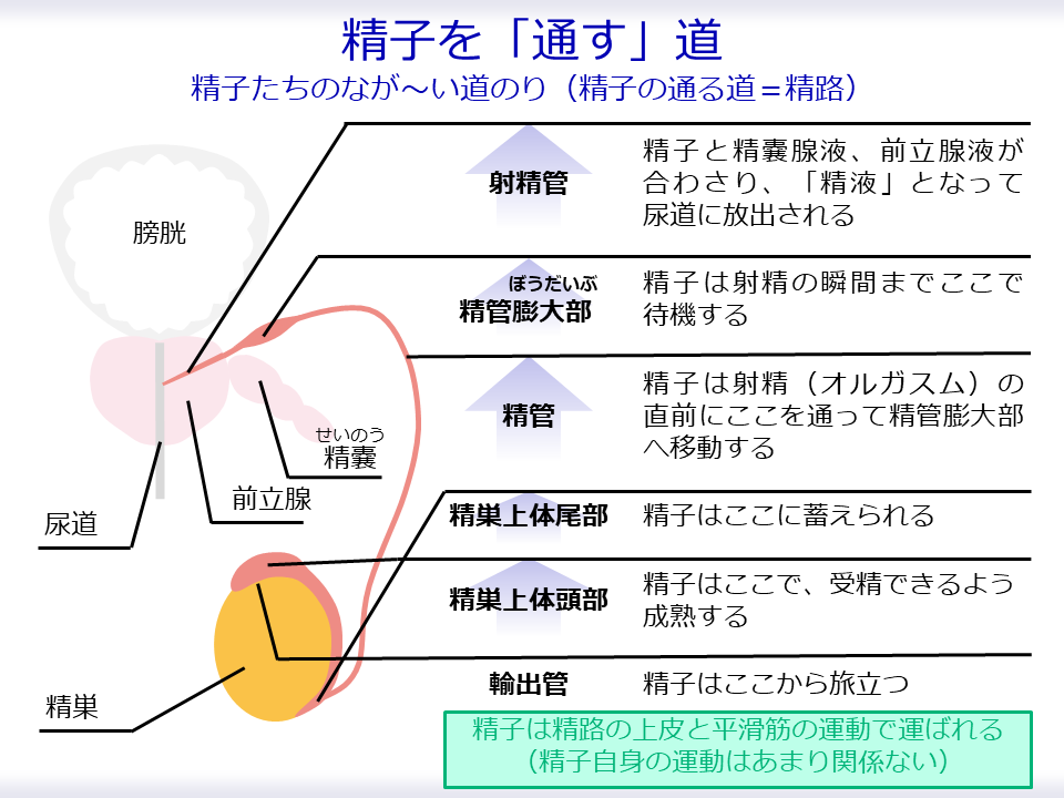 【精子を「通す」しくみ】

精巣でできた精子は、一時的に精巣上体尾部に蓄えられます

いわゆる「イク」ちょっと前に精管を通り、精管膨大部まで運ばれて一時待機します

「イクぅーー」となると、「イケぇーー」となり、勢いよく体外に出されます