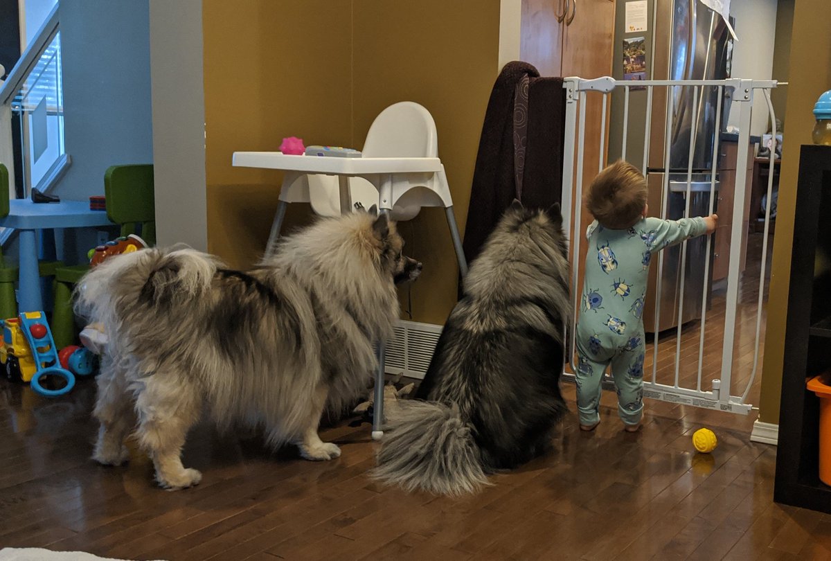 PumpkinKees's tweet photo. When you're locked out of the kitchen while dinner is getting prepared. #familytime #keeshond #dinnertime #Fluffy #dogsoftwitter https://t.co/6nl0Ay0AXV