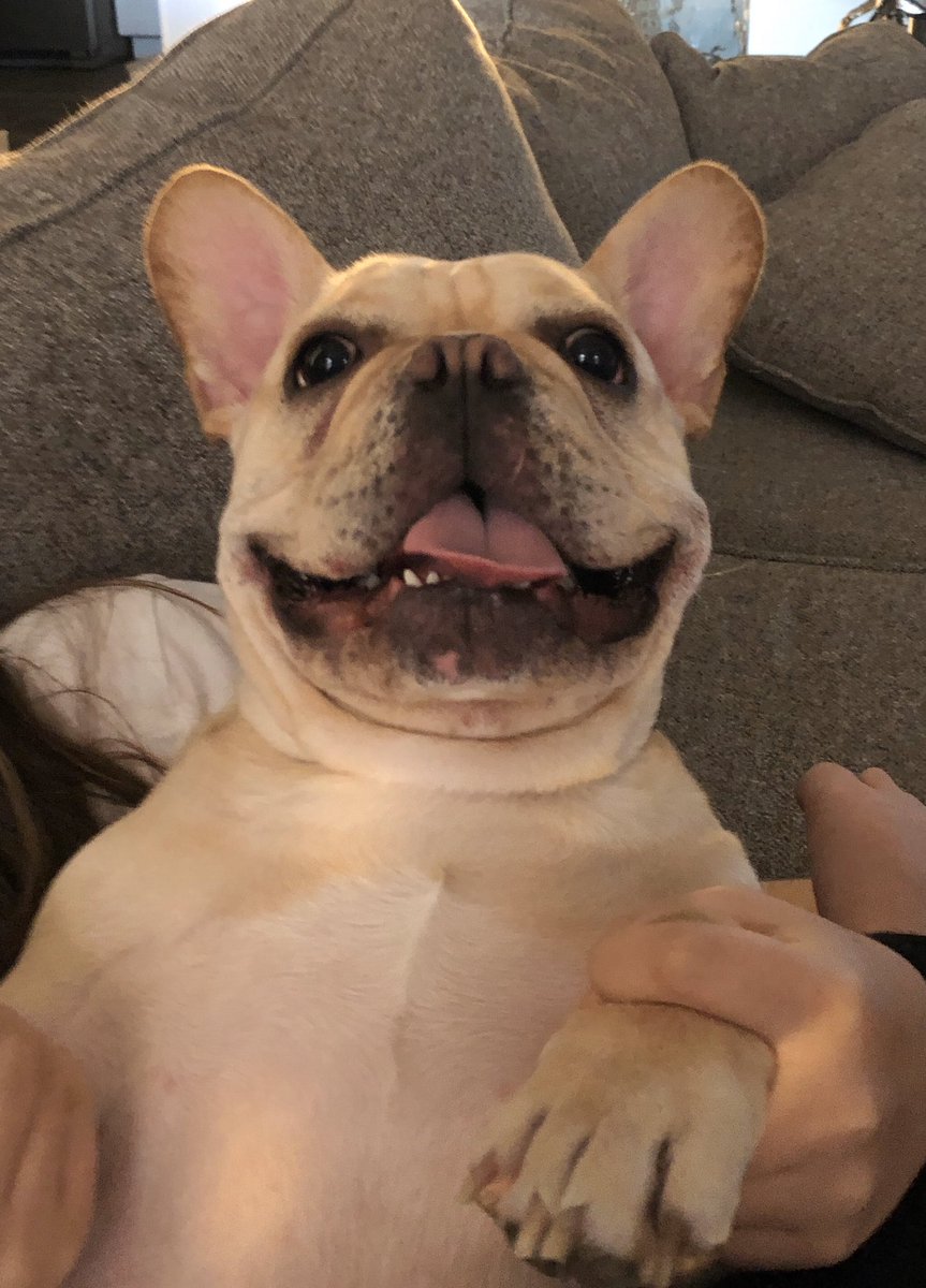 Goodnight 😘 my beautiful friends. Me lub you. Beatzie #Dog #dogstwitter #Frenchbulldog