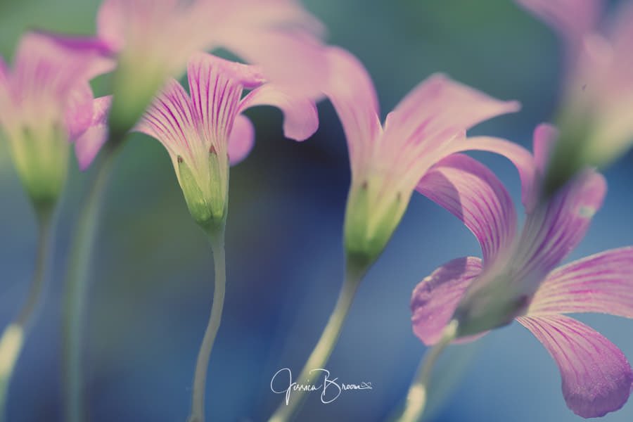 JessBroomPhoto's tweet photo. Some pretty little violet flowers 🌸  https://t.co/KHEYamPfLv https://t.co/tgDXqCSC51