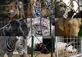 RobRobbEdwards's tweet photo. Man can't replicate an #Animals #NaturalHabitat 
A Pool does not reflect an #Ocean 
A Cage does not reflect a #Forrest 
An Enclosure does not reflect a #Plain 
Taking any #Animal from its #NaturalHabitat to be placed in  enclosure, pool,  cage is an abuse of man's role in #Nature https://t.co/6MYzPXHCwZ