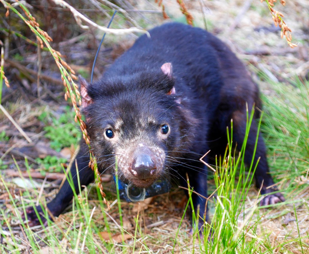 Lucie_VDB's tweet photo. Can't. Stop. Watching. 
Ever wanted to see a Tasmanian devil gently crack open a native hen egg, fight or tenderly communicate with their young? Check out this incredible 'devil cam' footage by @UTAS_ researchers: https://t.co/DCMrhQR3Tw https://t.co/o9kAF1C1e3