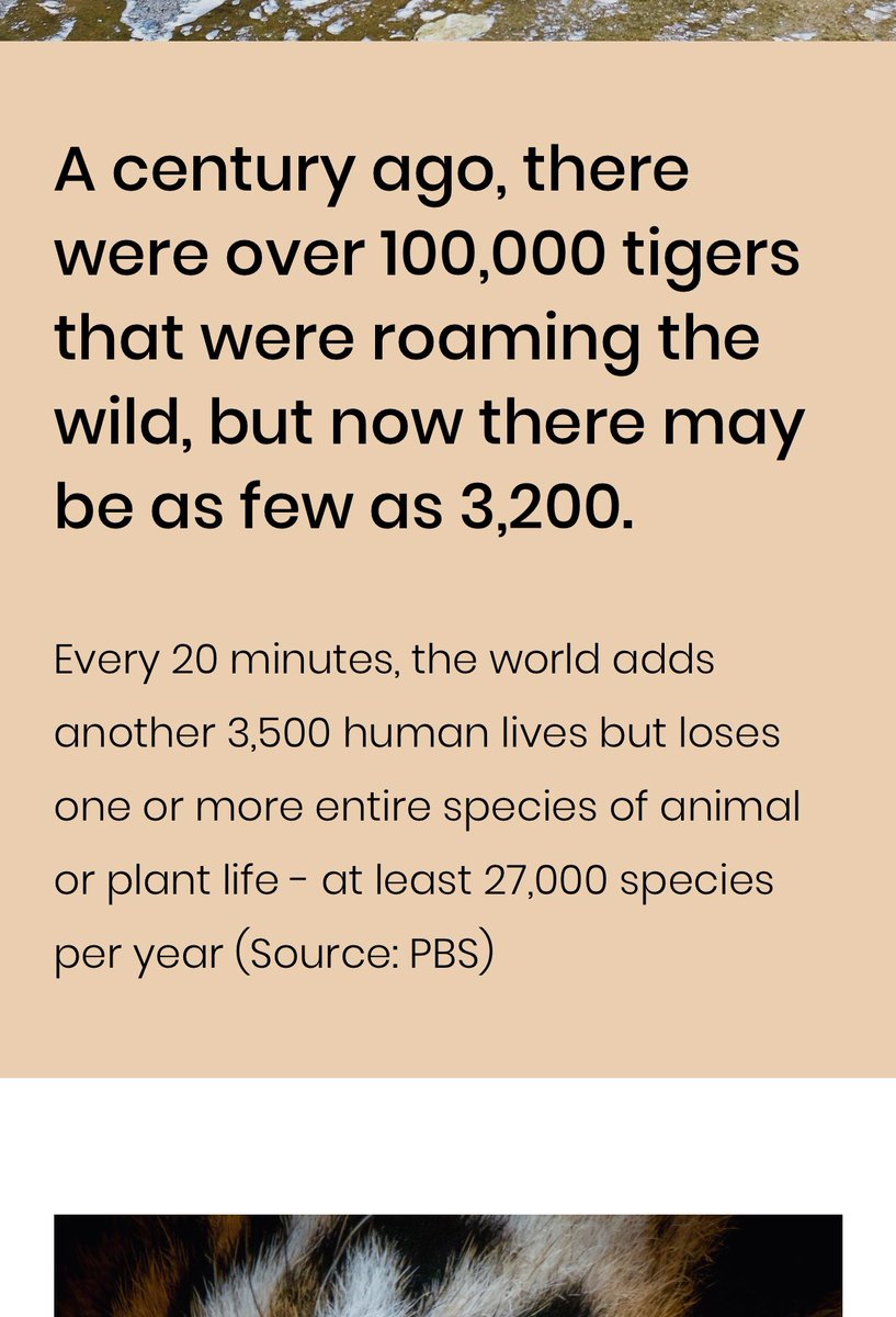 SaveBigCats tweet media