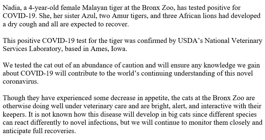 SaveBigCats tweet media