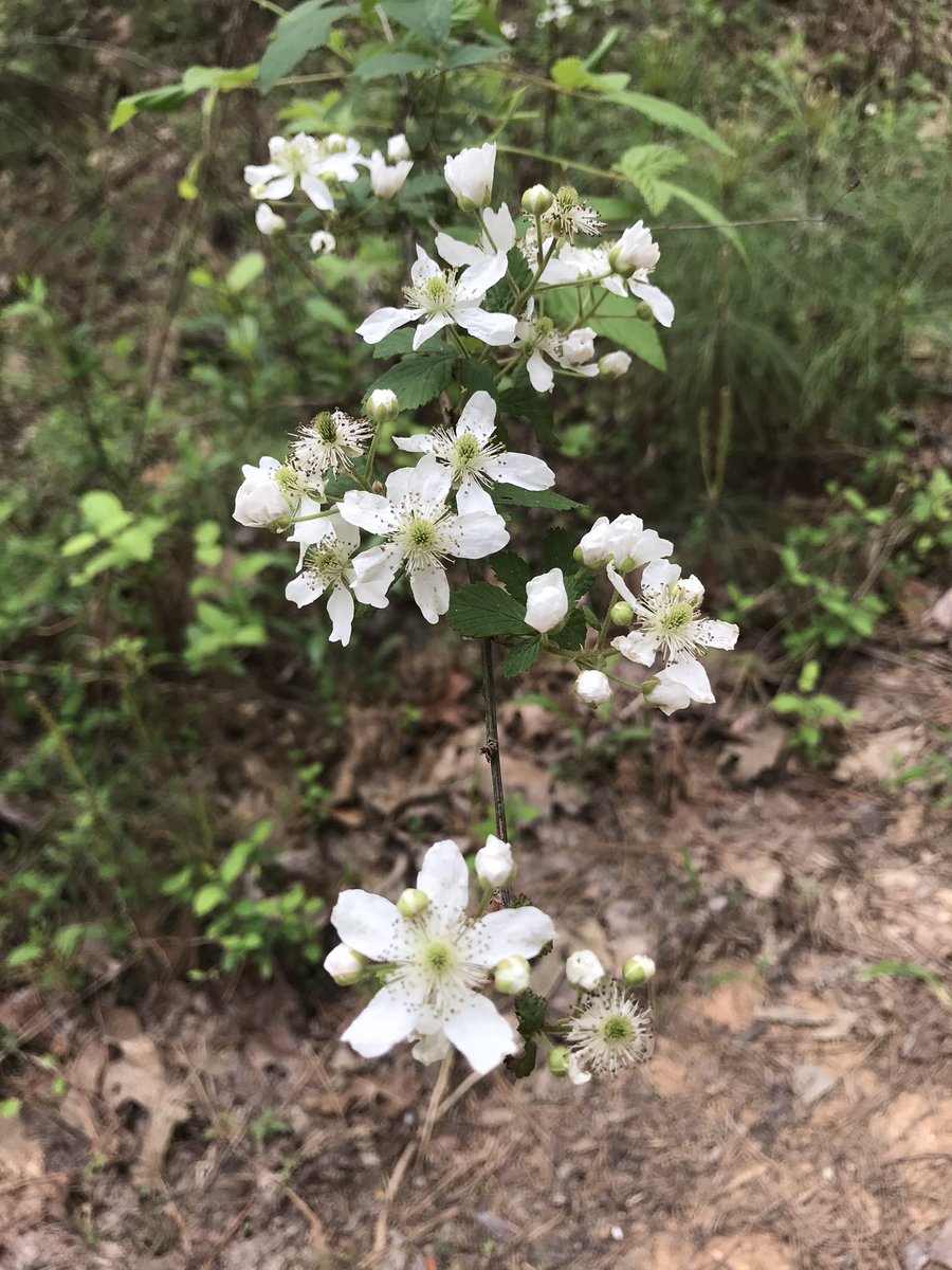 jasonhail's tweet photo. For those enjoying the indoors more than you would like, remember there is always the #outdoors and #wildflowers. #QuaratineLife #cheaha #pinhoti https://t.co/hGOFGbrSvN