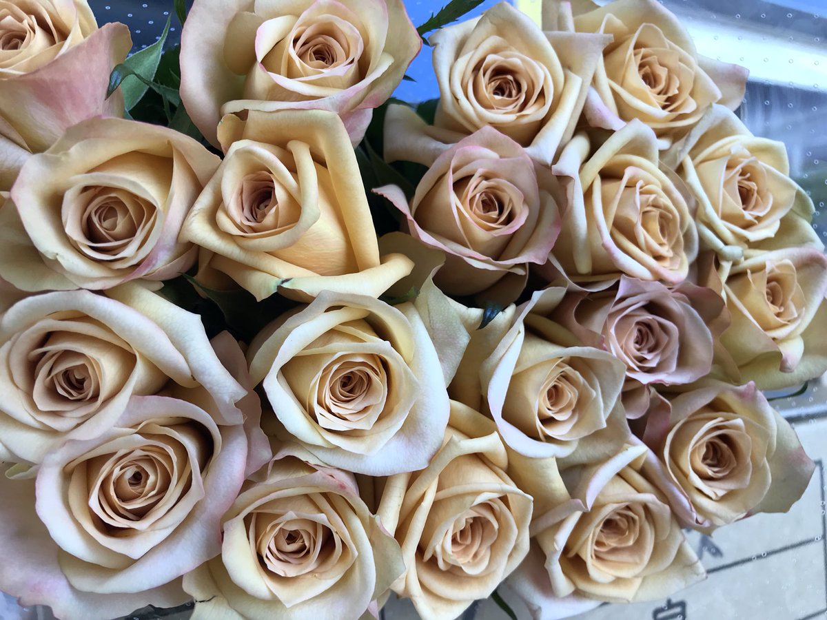 花と葉っぱの店 プント V Twitter 久し振りの購入 かなり個性的な色のバラ カネラ こちらも出番がなかなか難しいバラ ライラッククラッシック スプレータイプのミニバラ ラディッシュ パステルなかわいい花が 少ないです イマハナ