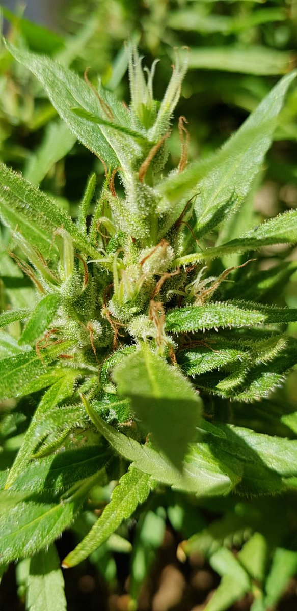 ReidoKank4i20's tweet photo. Legaliza STF, não faz mal, é natural 😉 https://t.co/7HWYYdeKzt
