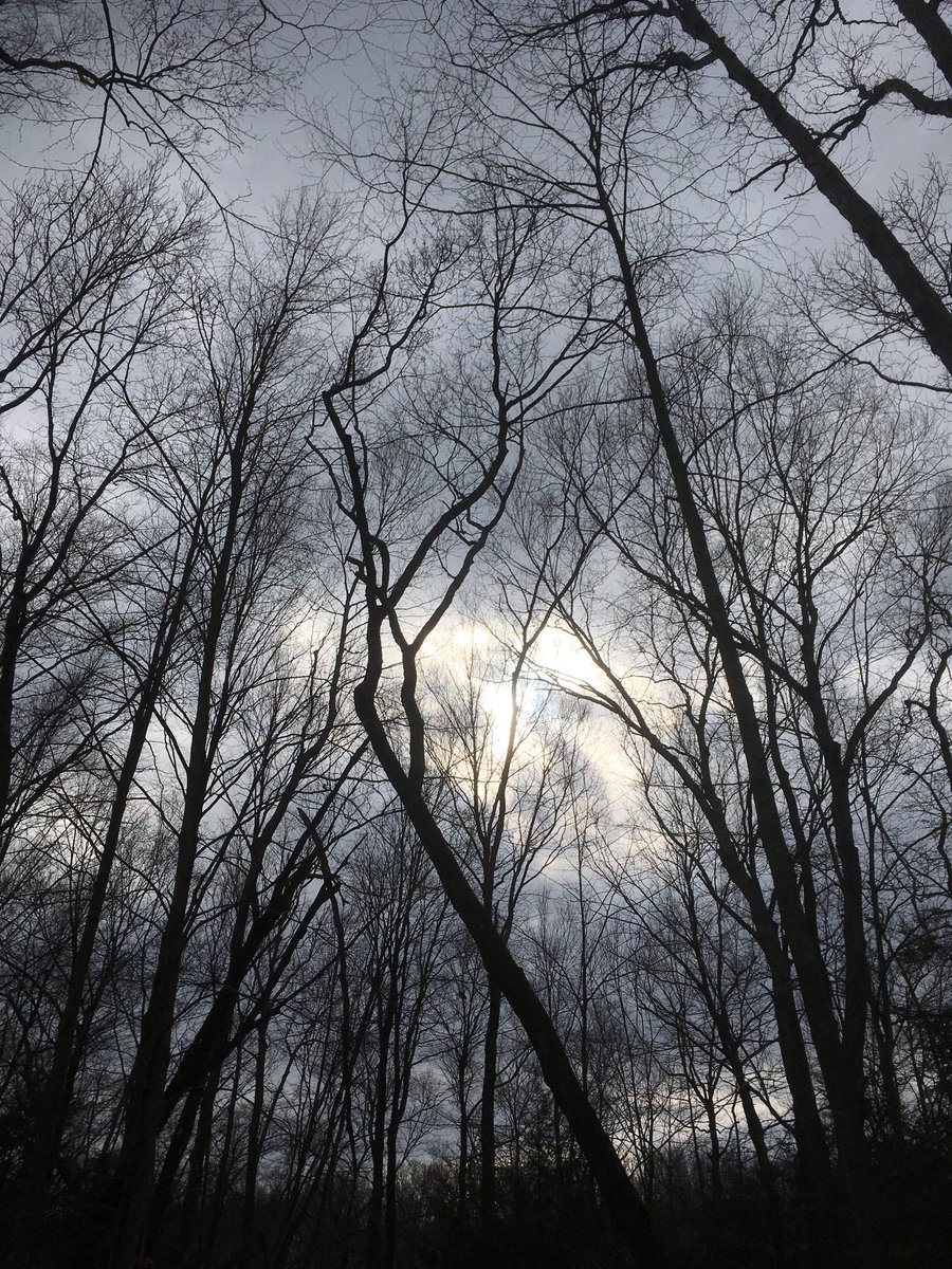 kanniwignaraja's tweet photo. Captured this moment today, during a quiet walk as twilight descends among the Black Birch. I looked up. Nature continues to calm and inspire, as we look to the week ahead. https://t.co/8rZdnDjRqC