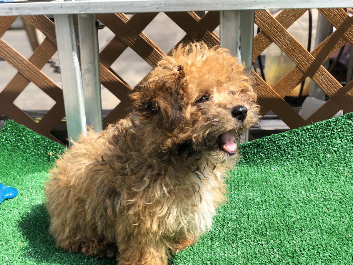 If anyone needs it, here are some pics of my pup