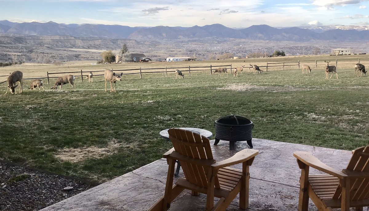 mccartycattle's tweet photo. Had a little get together in the back yard even though we are trying hard to social distance https://t.co/K6q7CPMsZo