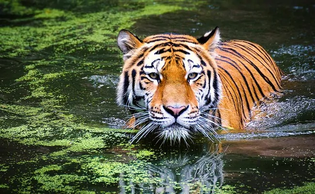 Tiger at NYC's Bronx Zoo tests positive for coronavirus