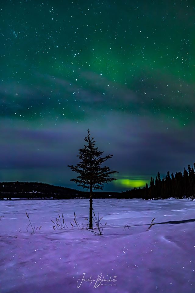Petit arbre solitaire, malgré la rigueur du climat, j’admire ta droiture. Pour notre terre, malgré le confinement, nous nous en sortirons tout aussi droit. 
Aurores boréales au clair de lune, 30 mars 2020 à Fermont. #BeautéduQuébec
Texte et photo: Jocelyn Blanchette Photographie
