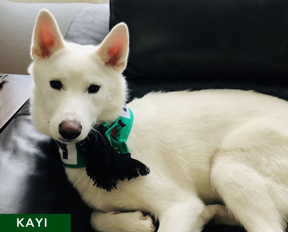 TimbersFC's tweet image. Mateo knocks off Echo and moves onto the semifinals. We're up to our last quarterfinal match-up with Kayi taking on Miss Pickles. Cast your votes! #RCTID