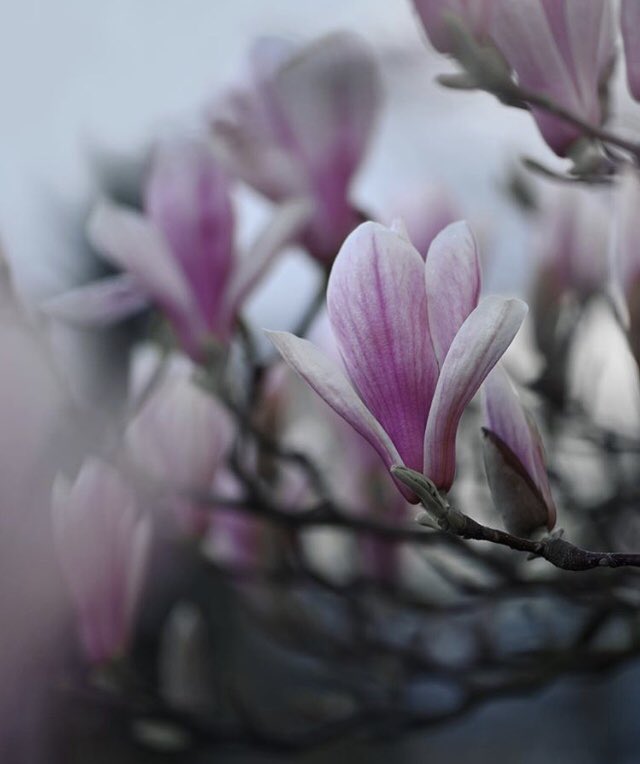 jademonkey_girl's tweet photo. Magnolia Serenade https://t.co/DO4xg9Z7g2
