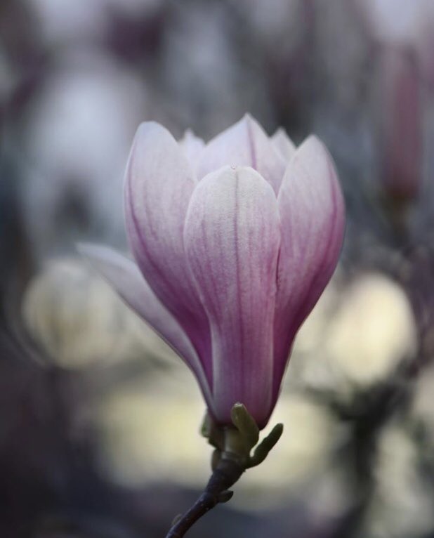 jademonkey_girl's tweet photo. Magnolia Serenade https://t.co/DO4xg9Z7g2