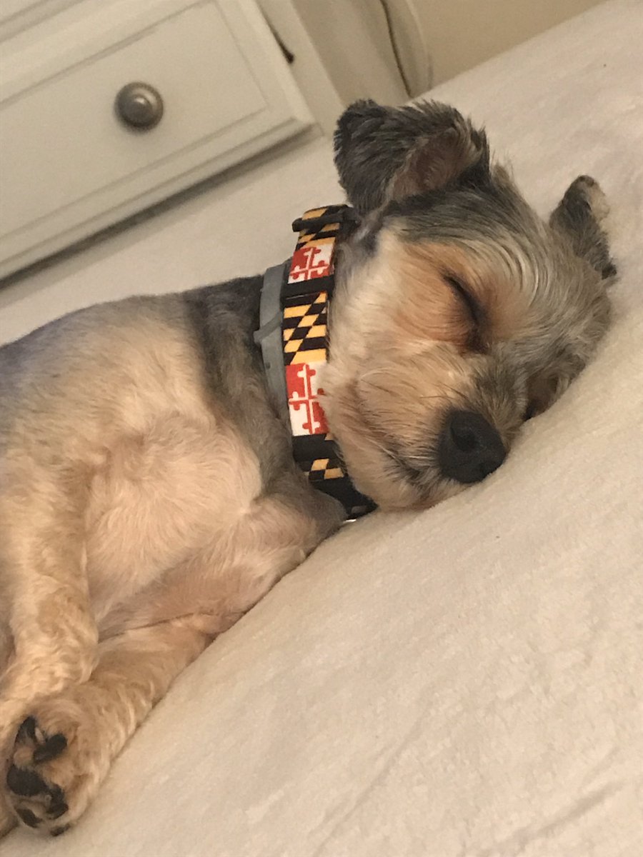 Bitsy during the hours of 11 AM and 1 PM. Please do not disturb. #PetsofAACPS