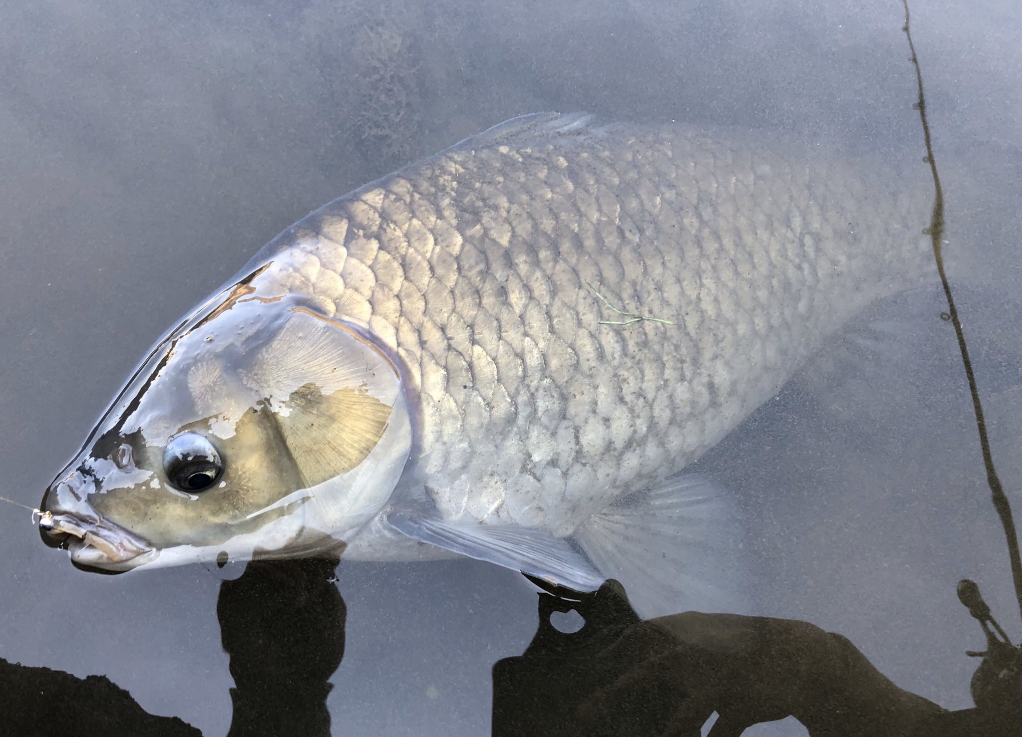 響 Kyo 家の前の水路を泳いでた変な魚 朝食のパンを千切って釣ってみた なんじゃこれ T Co Ehxh9gwysc Twitter