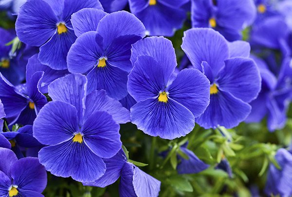 !!!bonus!!! CONNOR: Violets, symbolizing loyalty, devotion, and modesty (he also said these are his favorites)