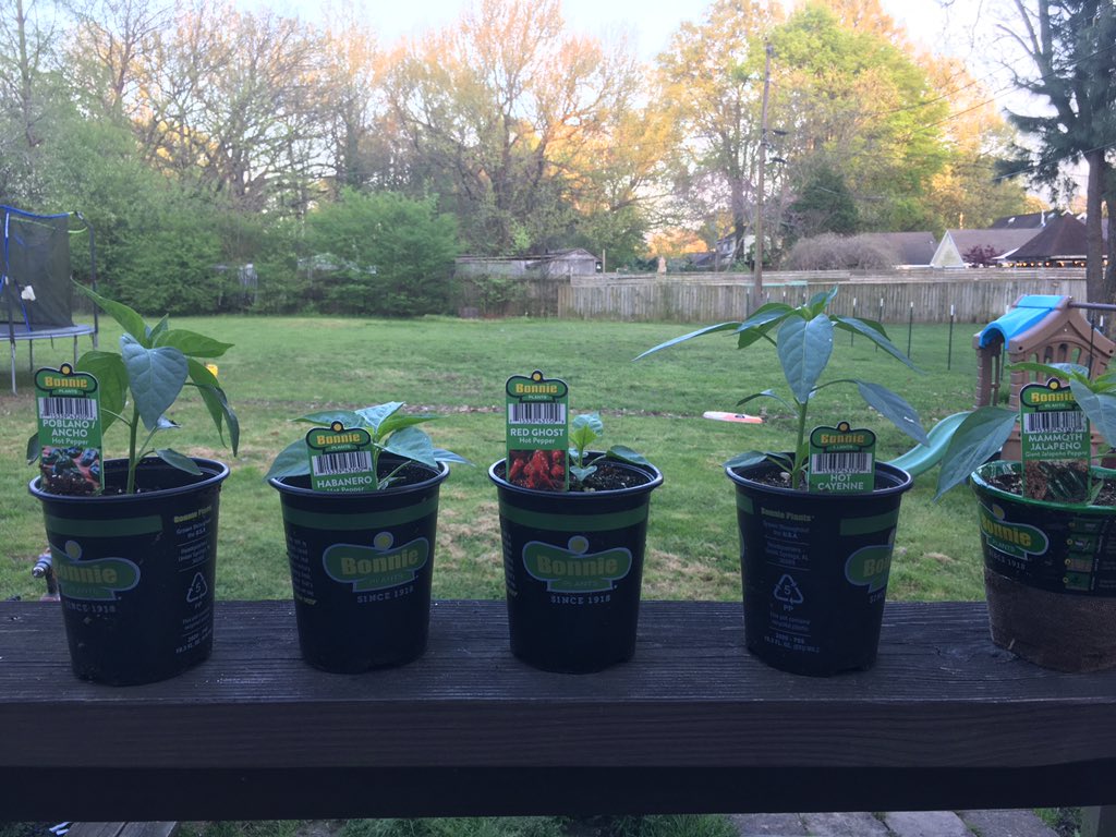 It’s that time of year! So excited to grow some peppers 🌶 👻 #babies <a href="/bonnieplants/">Bonnie Plants</a> @lowes