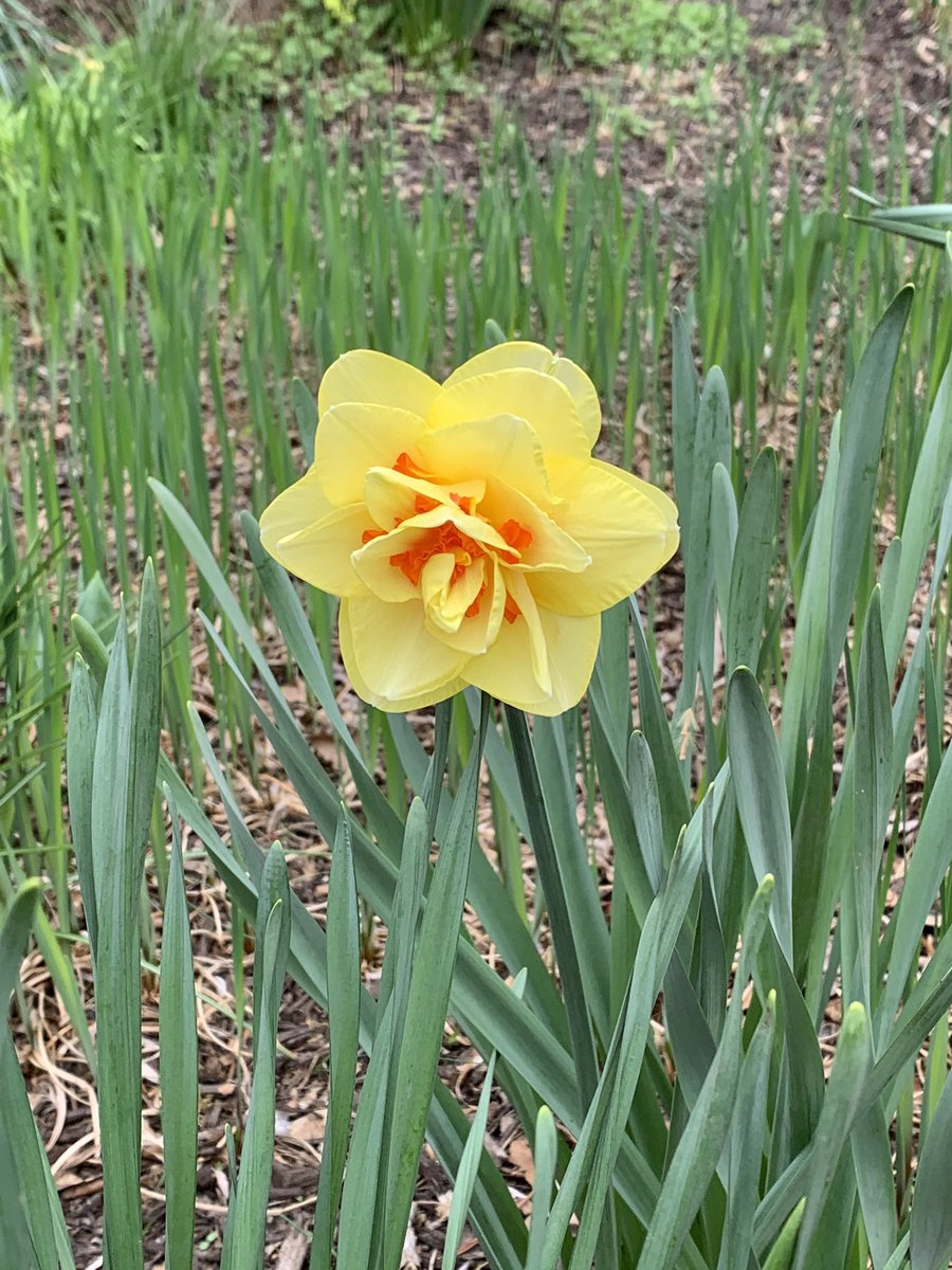MrsMOLEchany's tweet photo. Here are a couple of cute finds during our walk today. What have you noticed as you walk, run or bike through your neighborhood? https://t.co/DOrMXMdLjn