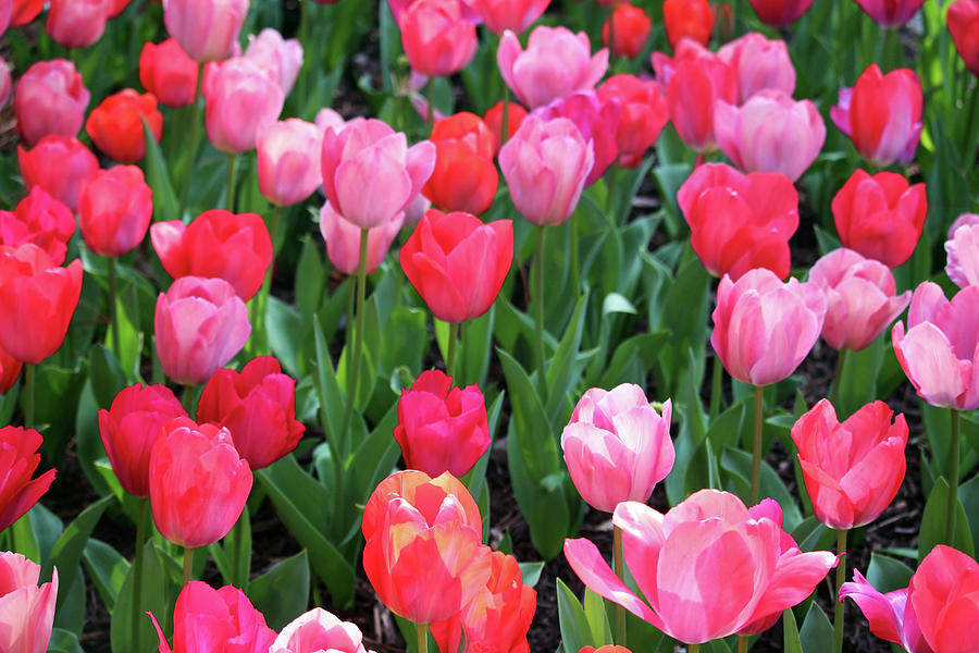 TED: Pink tulips, symbolizing confidence and happiness