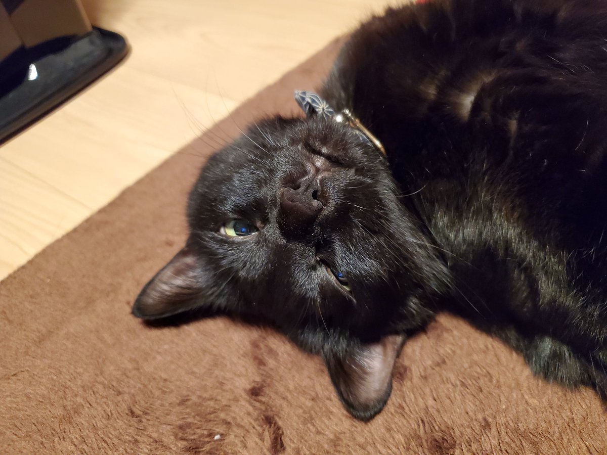 名無しの猫好き Na Twitteru 標準体型と肥満の寝姿の比較