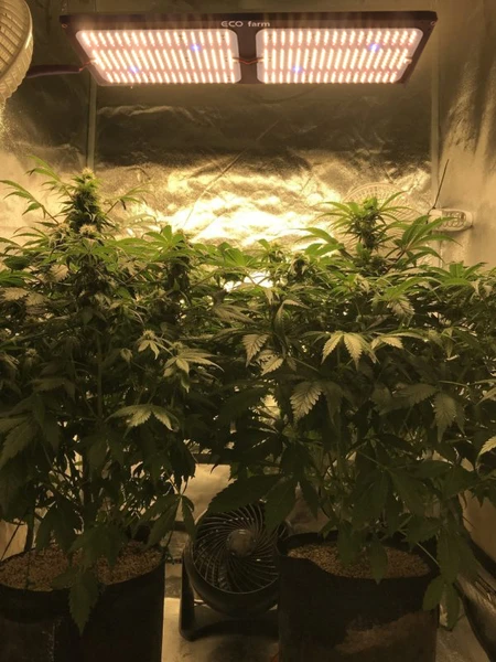 RitaBai6's tweet image. ECO FARM 240W V3 SAMSUNG LM301H+3030RED+LG395+OSLON730 WITH KNOB DIMMING QUANTUM BOARD LED GROW LIGHT
240W Quantum Board V3 LM301H highest efficiency grow light 600w HPS equivalent
 #ledgrowlights  #fullspectrum #quantumboards #growtent #cannabisgrowlights #cannabiscommunity