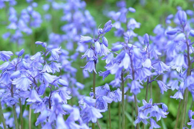 TRAVIS: Bluebells, symbolizing humility and constancy