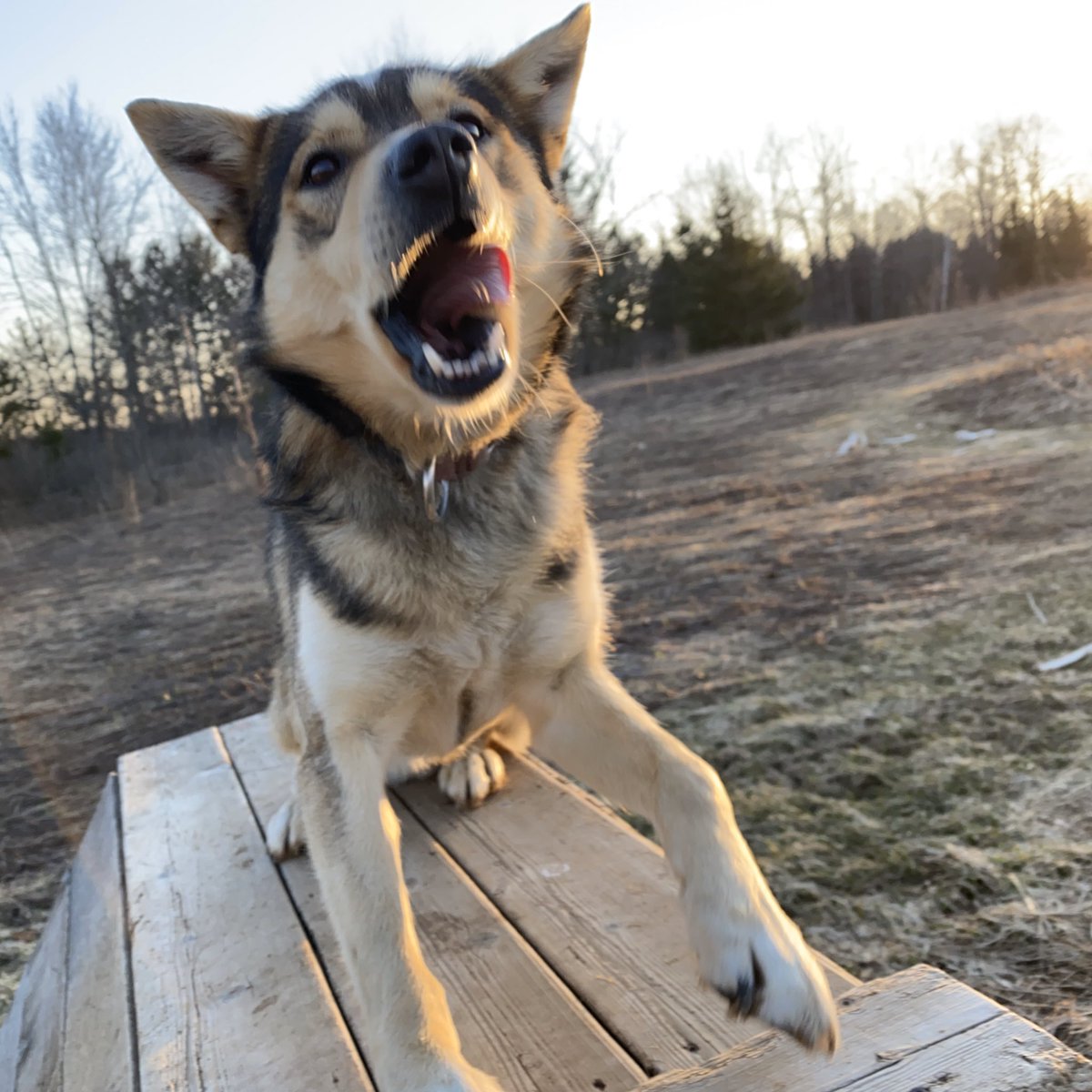 Yesterday we were able to drive up to Michigan and pick up the rest of our dogs, who stayed with friends while we in Alaska for Iditarod. They had a nice time with their new friends but we are all happy to be together again.