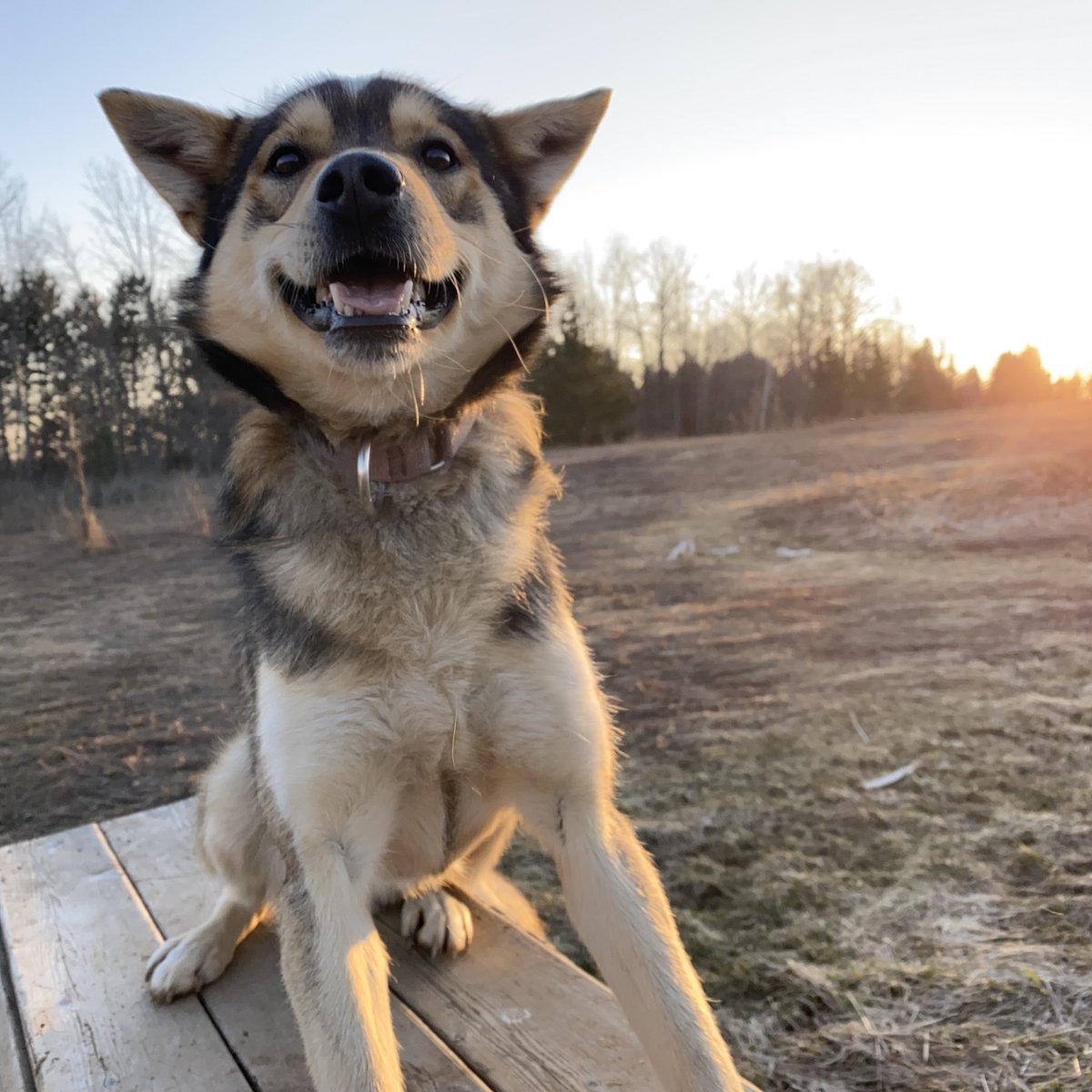 Yesterday we were able to drive up to Michigan and pick up the rest of our dogs, who stayed with friends while we in Alaska for Iditarod. They had a nice time with their new friends but we are all happy to be together again.