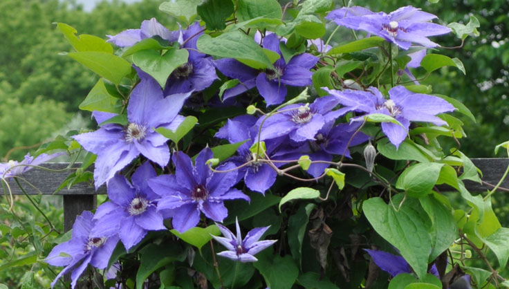 CHARLIE: Clematis, symbolizing ingenuity and mental beauty