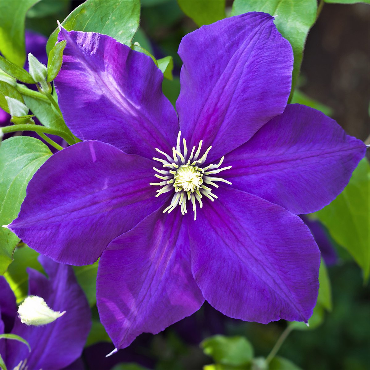 CHARLIE: Clematis, symbolizing ingenuity and mental beauty