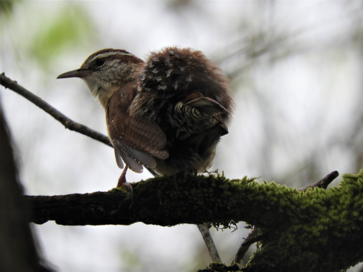 EvelinePinseel's tweet photo. During #QuarantineBirding I encountered this little ball of fluff: a Carolina Wren. It behaved much the same as the Eurasian Wren (very shy, likes to hide in the middle of a bush), one of my favorite birds in Belgium. It's such a cutie! #BirdsOfArkansas https://t.co/PuVzZM7J7e