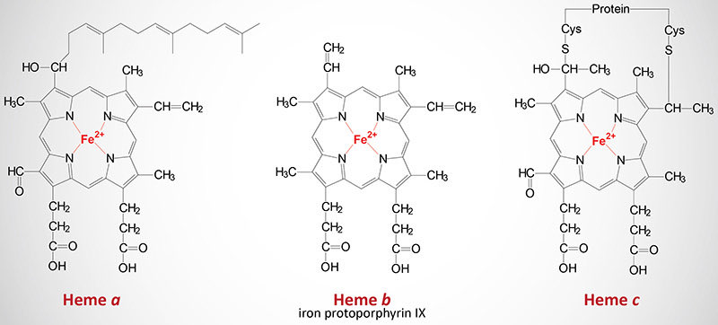 Hemoglobin has 2 states, an open and a closed state.Part of that is influenced by pH. Part of it is also influenced by oxygen binding. Oxygen bonds to an iron atom in the heme portion held together by an organic polymer called a porphyrin(por·fr·uhn)There’s a Heme a, b, and c