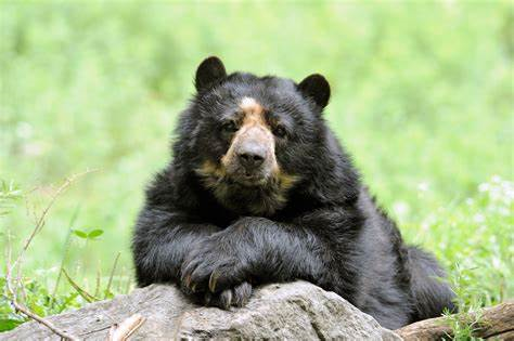karla_lu23's tweet photo. -This is the spectacled bear
-Also known as the Andean bear
-It is South America’s last surviving bear
-Lives mainly off plants
#ees028 #6thextinction https://t.co/EyOy4x4ZNB