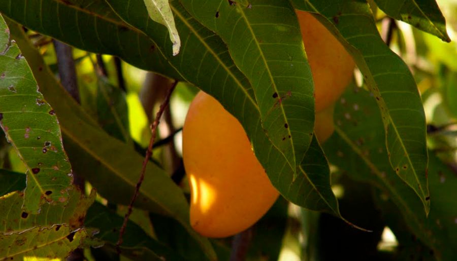 mexdesconocido's tweet photo. ¿Sabías que el mango ataulfo es nombrado así en honor a su creador don Ataulfo Morales Gordillo? Te contamos todo sobre este delicioso fruto de temporada. https://t.co/gINLuZmVq7 https://t.co/etX8gsMKzh