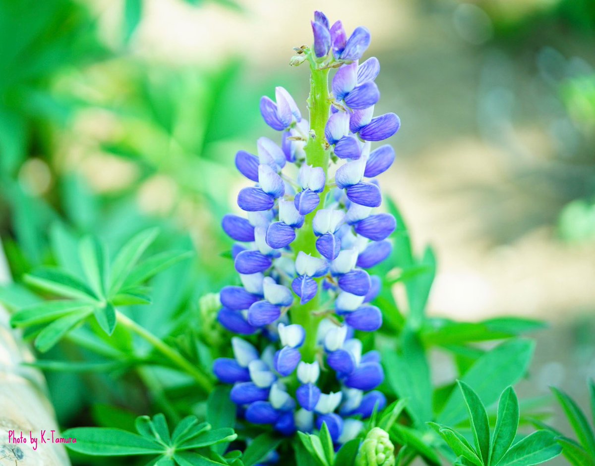 凛ちゃんパパ 春真っ盛り 武蔵丘陵森林公園 ネモフィラ ルピナス 花フォト 写真好きな人と繋がりたい 写真撮っている人と繋がりたい Sonya7iii Sel90m28g T Co Y4qj5fntho Twitter