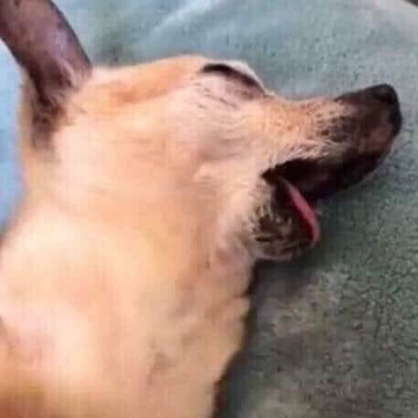 jdpandoo's tweet image. me dying of lack of attention