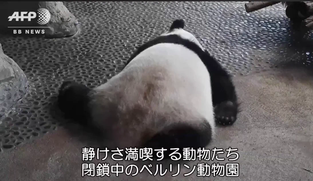 閉鎖中の動物園の中の動物の姿が最高な件
