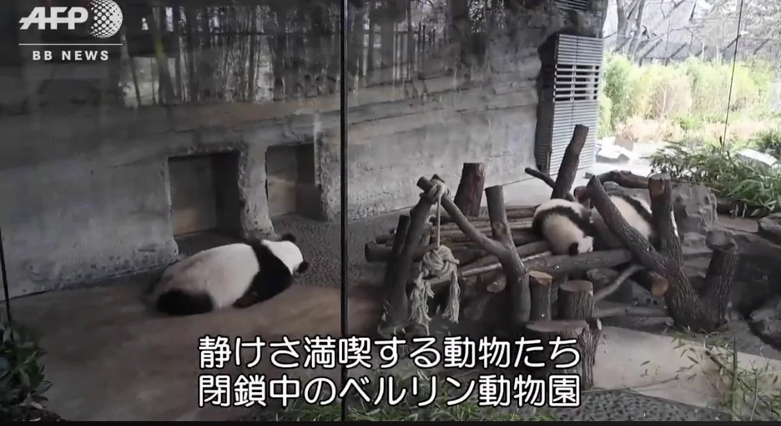 閉鎖中の動物園の中の動物の姿が最高な件