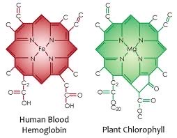 Again intensive process though, especially with making a porphyrin polymer. What if we could borrow one?Turns out we can from our plant buddies. Chlorophyll and hemoglobin both have a porphyrin system. difference is that hemoglobin holds iron, chlorophyll holds magnesium