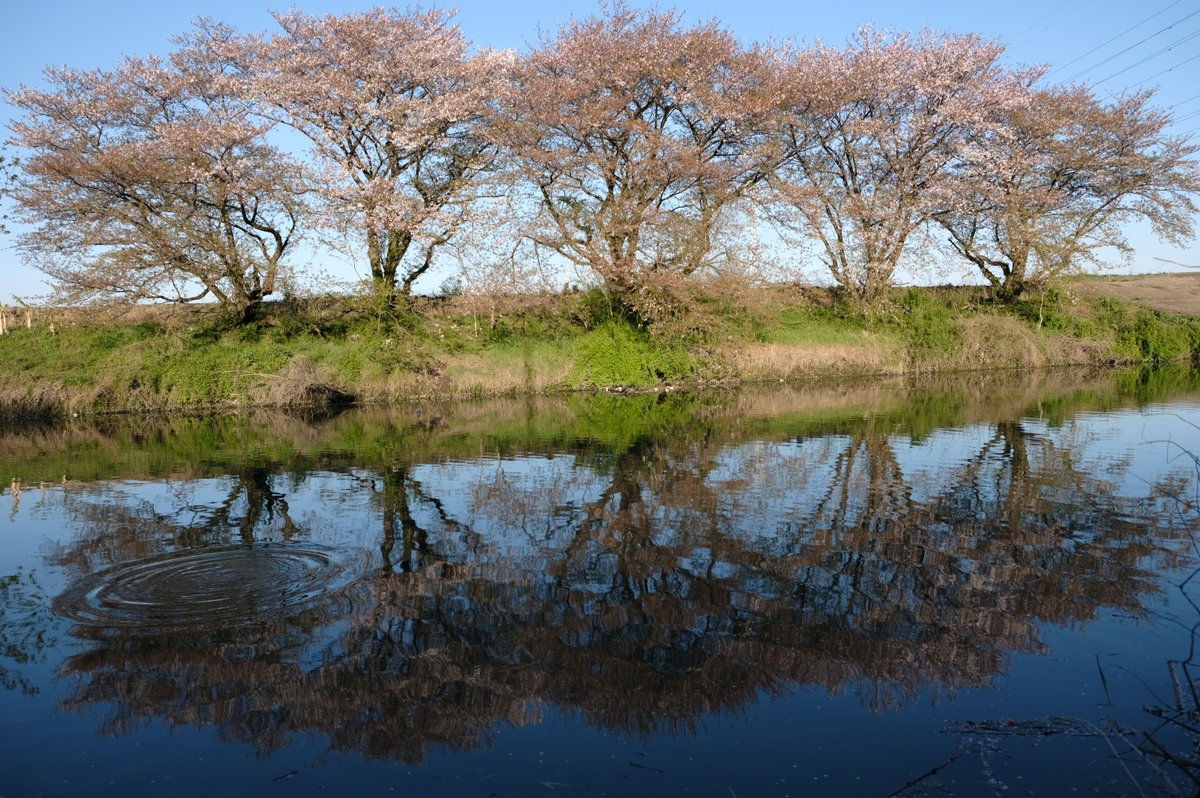 芝川第一調整池 芝川第一調整池
