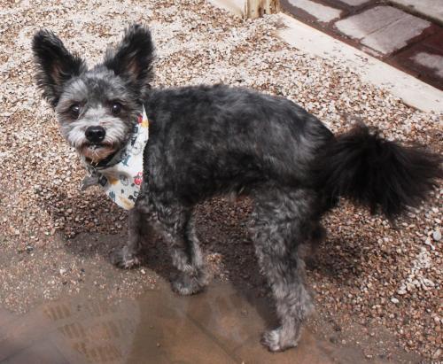 Rescued Seniors: Celebrate Adoptions! tweet media