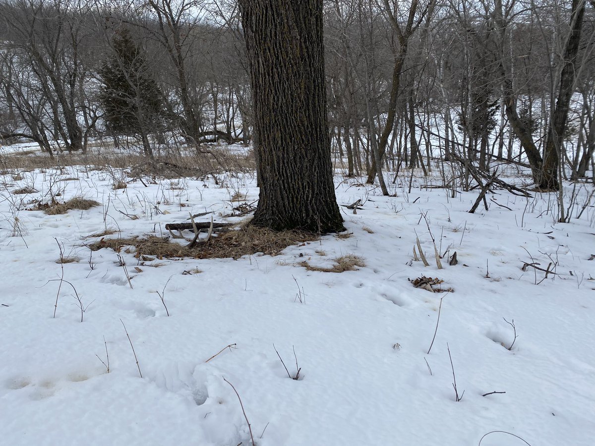 NoDakDemeter's tweet photo. “No way” —  

Gaaahhh, this feeling never gets old!

#sheds #nodak #nodaklife #turkeyscouting https://t.co/vhqel3gzrK